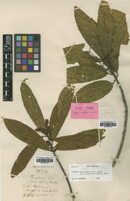 Symplocos macrophylla subsp. grandiflora (Wall. ex DC.) Noot. - BM000997481