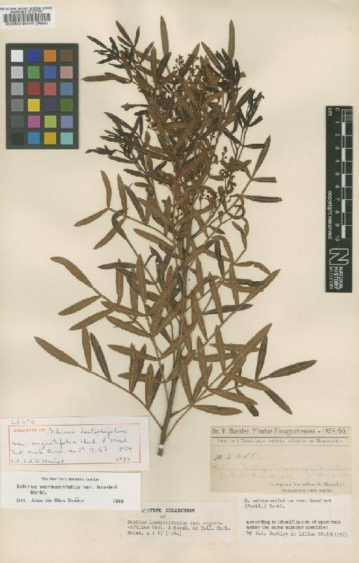 Schinus weinmanniifolia var. hassleri (F.A.Barkley) F.A.Barkley - BM000074035