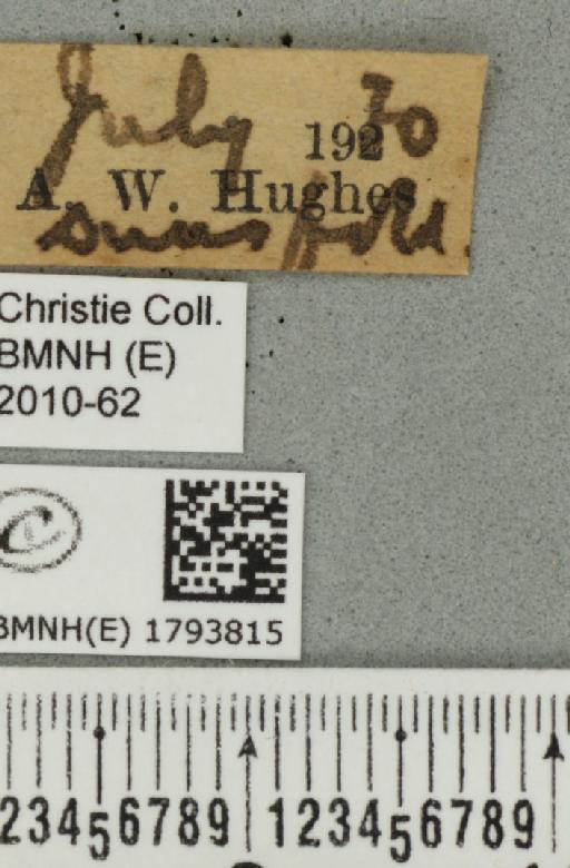 Perizoma alchemillata (Linnaeus, 1758) - BMNHE_1793815_label_370924