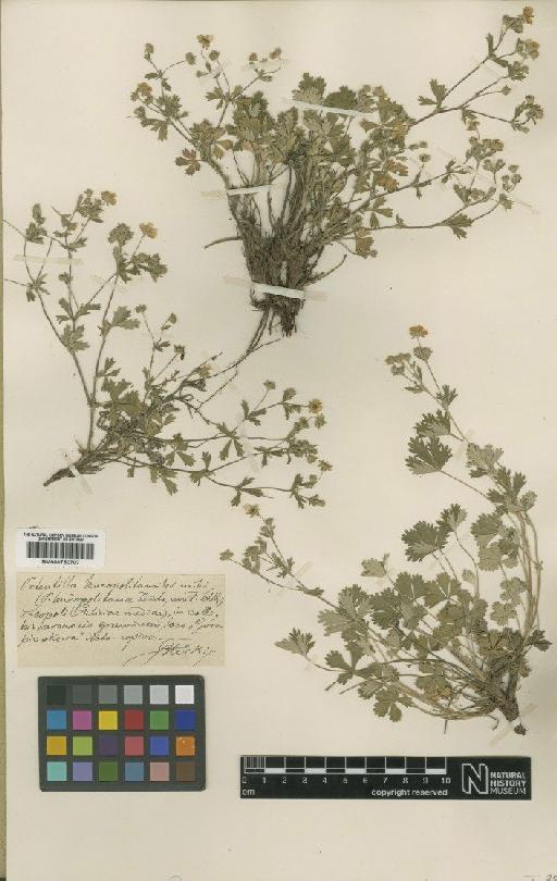 Potentilla collina Wibel - BM000750707