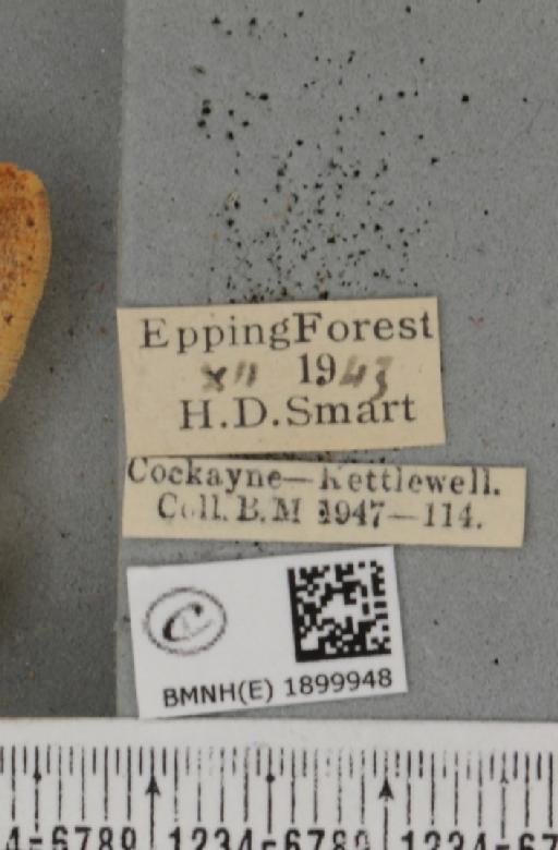 Agriopis aurantiaria (Hübner, 1799) - BMNHE_1899948_label_463509