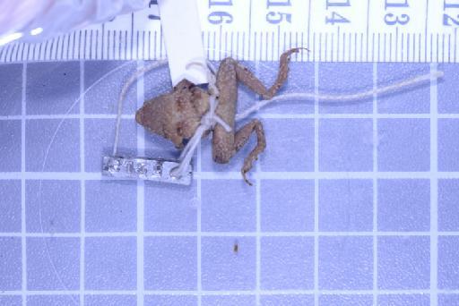 Nanohyla annamensis - Image of specimen 1947.2.11.67