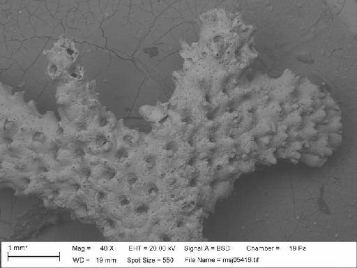 Palmicellaria skenei var. tridens (Busk, 1859) - P_skeni_tridens_msj05416
