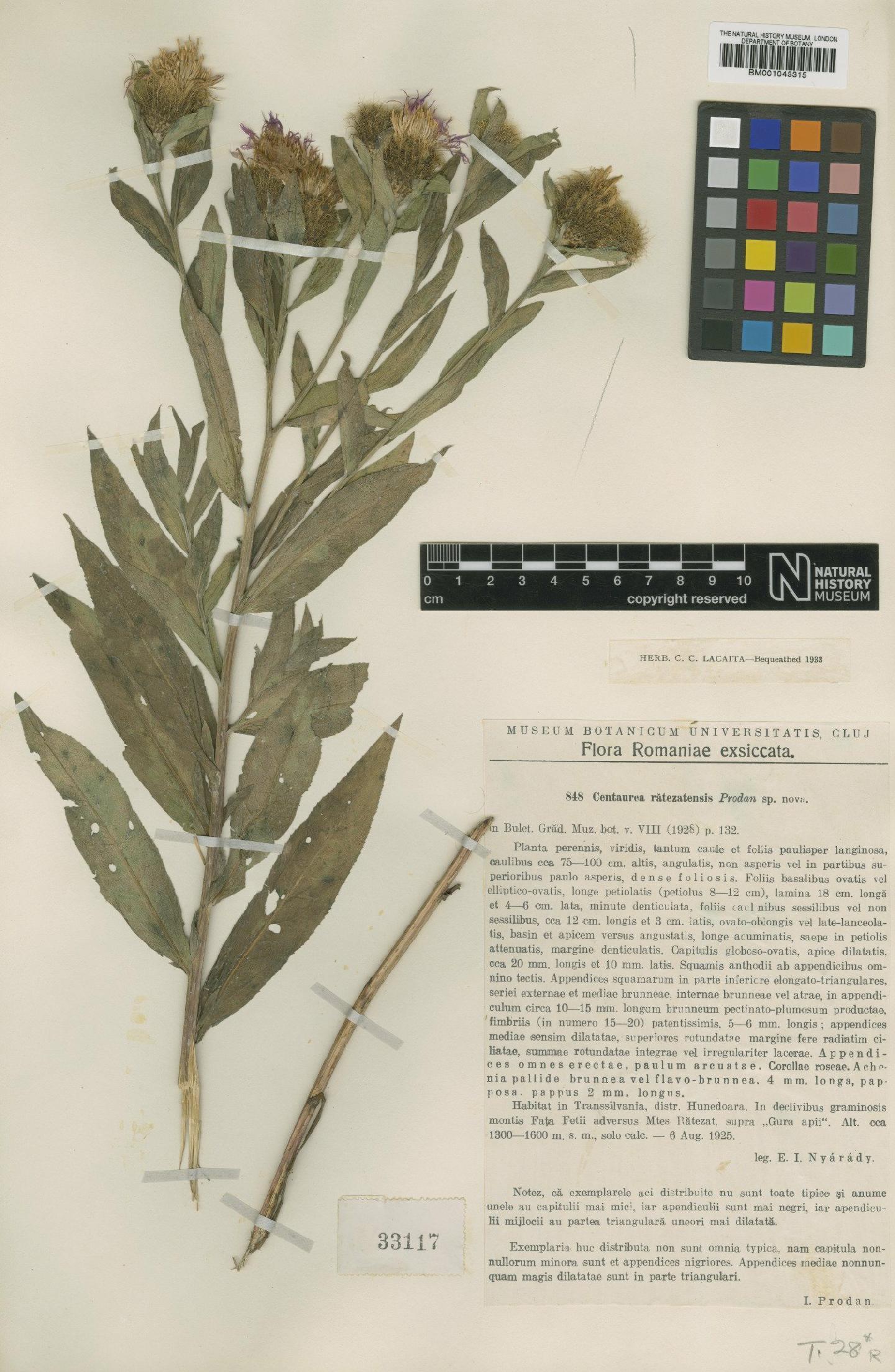 To NHMUK collection (Centaurea phrygia subsp. ratezatensis Prodan.; Type; NHMUK:ecatalogue:1990287)