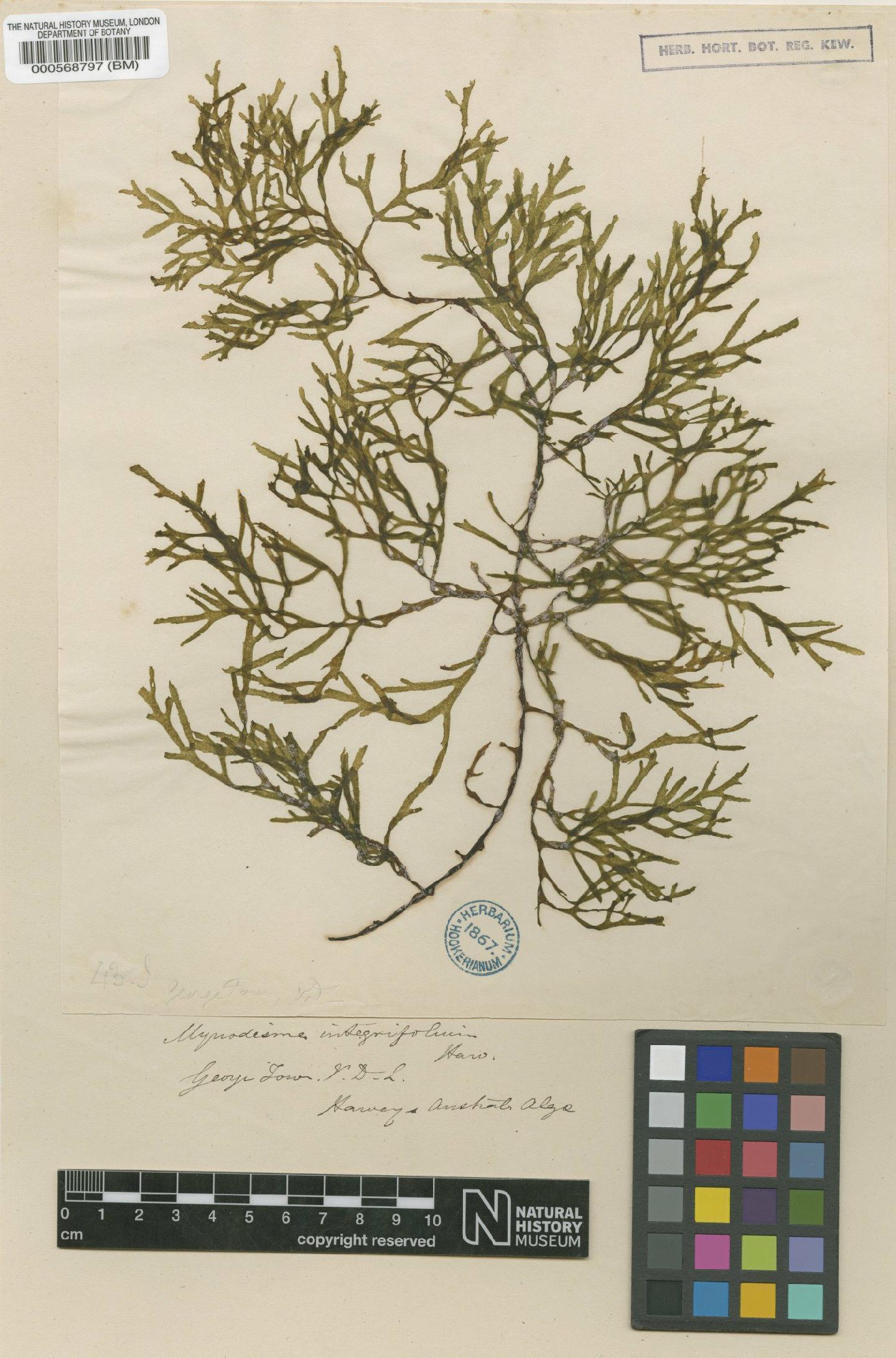 To NHMUK collection (Myriodesma integrifolium Harv.; Syntype; NHMUK:ecatalogue:4723597)