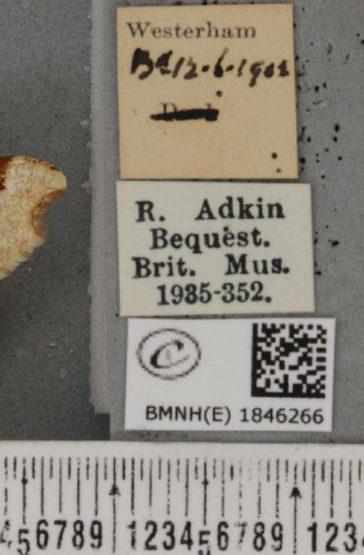 Macaria notata ab. luteolaria Tengström, 1869 - BMNHE_1846266_label_420395