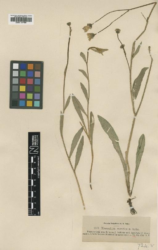 Hieracium leptoclados subsp. striatilingua Vollm. & Zahn - BM001047886