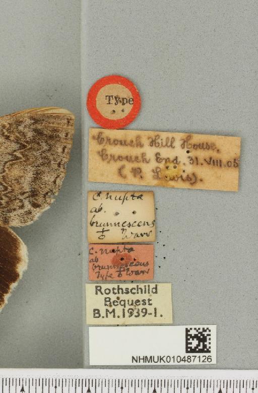 Catocala nupta ab. brunnescens Warren, 1913 - NHMUK_010487126_label_543490