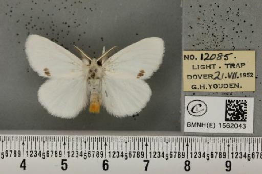 Euproctis similis (Fuessly, 1775) - BMNHE_1562043_254026