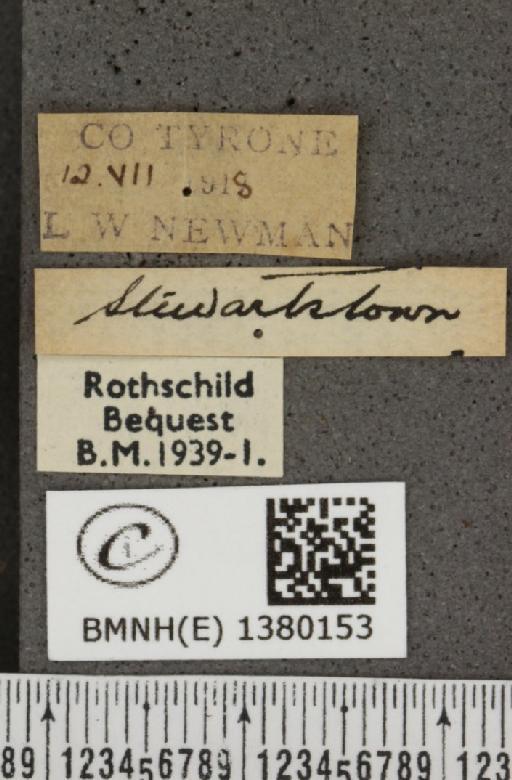 Coenonympha tullia polydama (Haworth, 1803) - BMNHE_1380153_label_160909