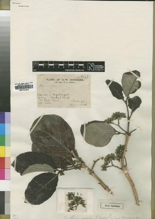 Canthium crassum Hiern - BM000903292