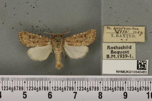 Luperina nickerlii gueneei ab. fusca Turner, 1911 - NHMUK_010540483_598370