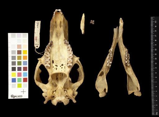 Macropus rufus pallidus Schwarz, 1910 - 1904.1.2.3_Skull_Ventral