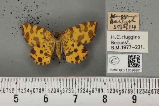Pseudopanthera macularia (Linnaeus, 1758) - BMNHE_1859887_430224
