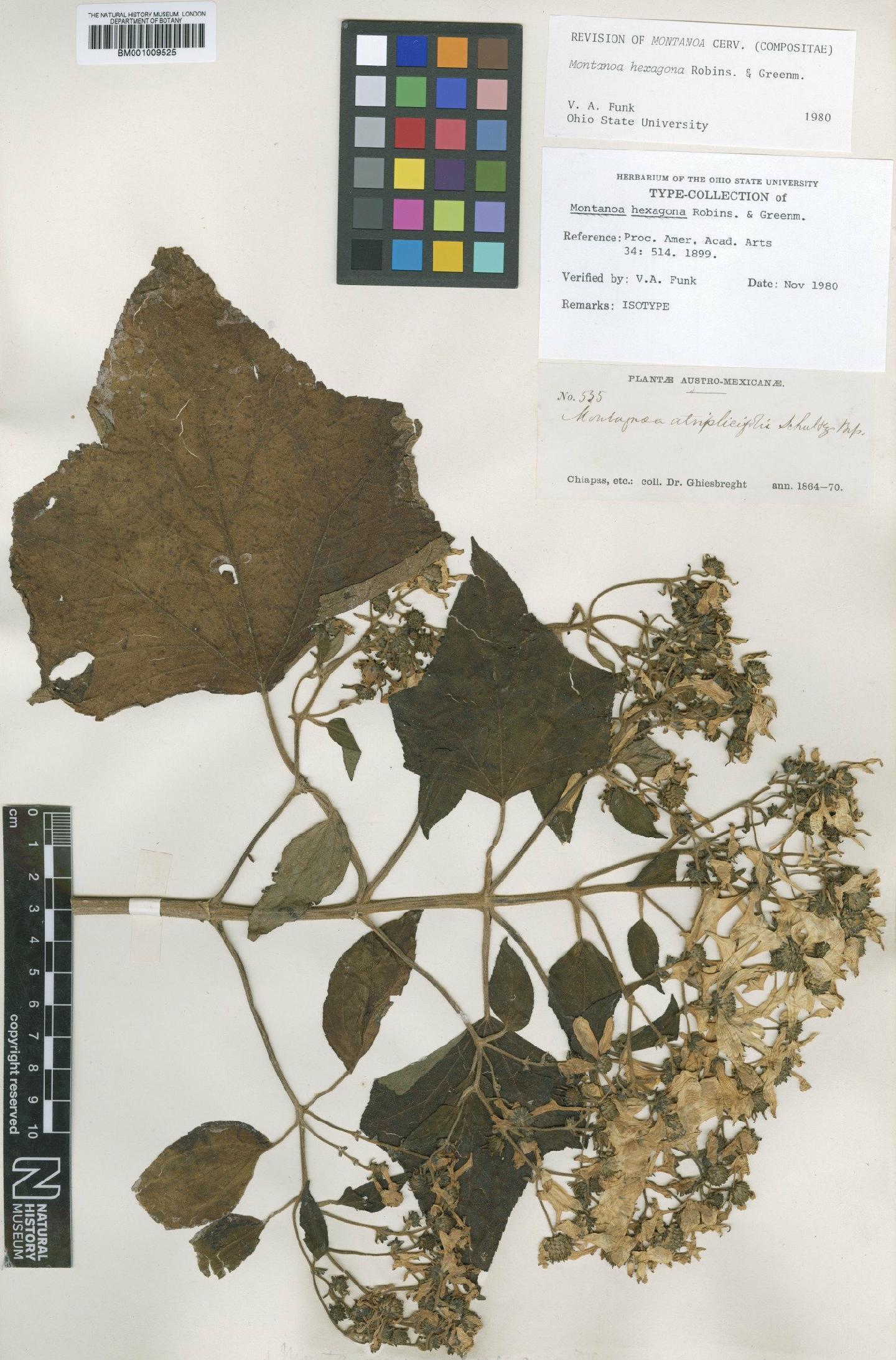 To NHMUK collection (Montanoa hexagona B.L.Rob. & Greenm.; Isotype; NHMUK:ecatalogue:612269)