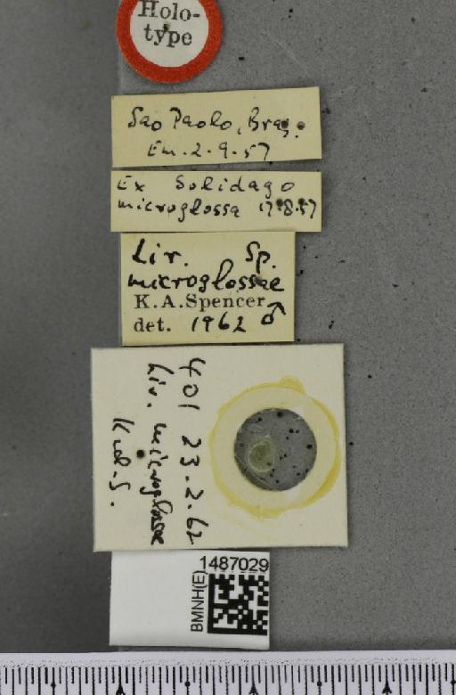 Liriomyza microglossae Spencer, 1963 - BMNHE_1487029_label_50633
