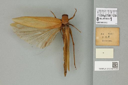 Tapiena triangulata Karny, 1926 - 012497920_reverse_1