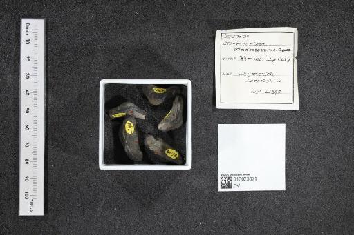 Asteracanthus ornatissimus Agassiz, 1837 - 010023071_L010040509