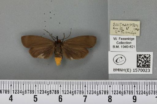 Atolmis rubricollis (Linnaeus, 1758) - BMNHE_1570023_496859