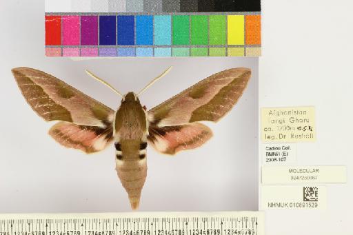 Hyles centralasiae (Staudinger, 1887) - NHMUK010891529_Hyles_centralasiae_dorsal_and_labels.JPG