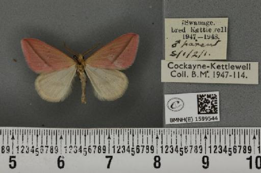 Rhodometra sacraria ab. rosea Oberthür, 1896 - BMNHE_1599544_300358