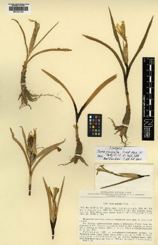 Iris parvula (Vved.) T.Hall & Seisums - BM000832581