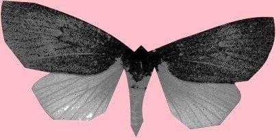 Bena bicolorana (Fuessly, 1775) - BMNH(E)_1567809