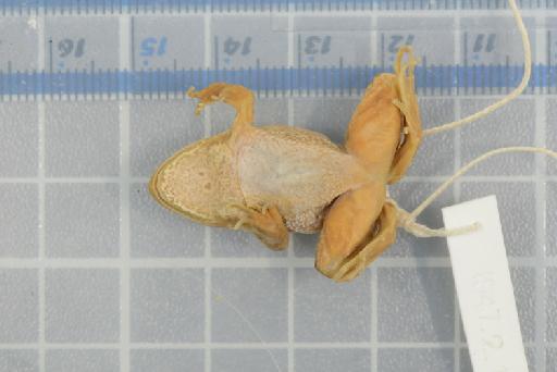 Ptychadena cooperi - 1947.2.1.18_Image002