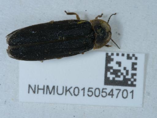 Lampyris (Lampyris) noctiluca (Linnaeus, 1758) - 015054701_1