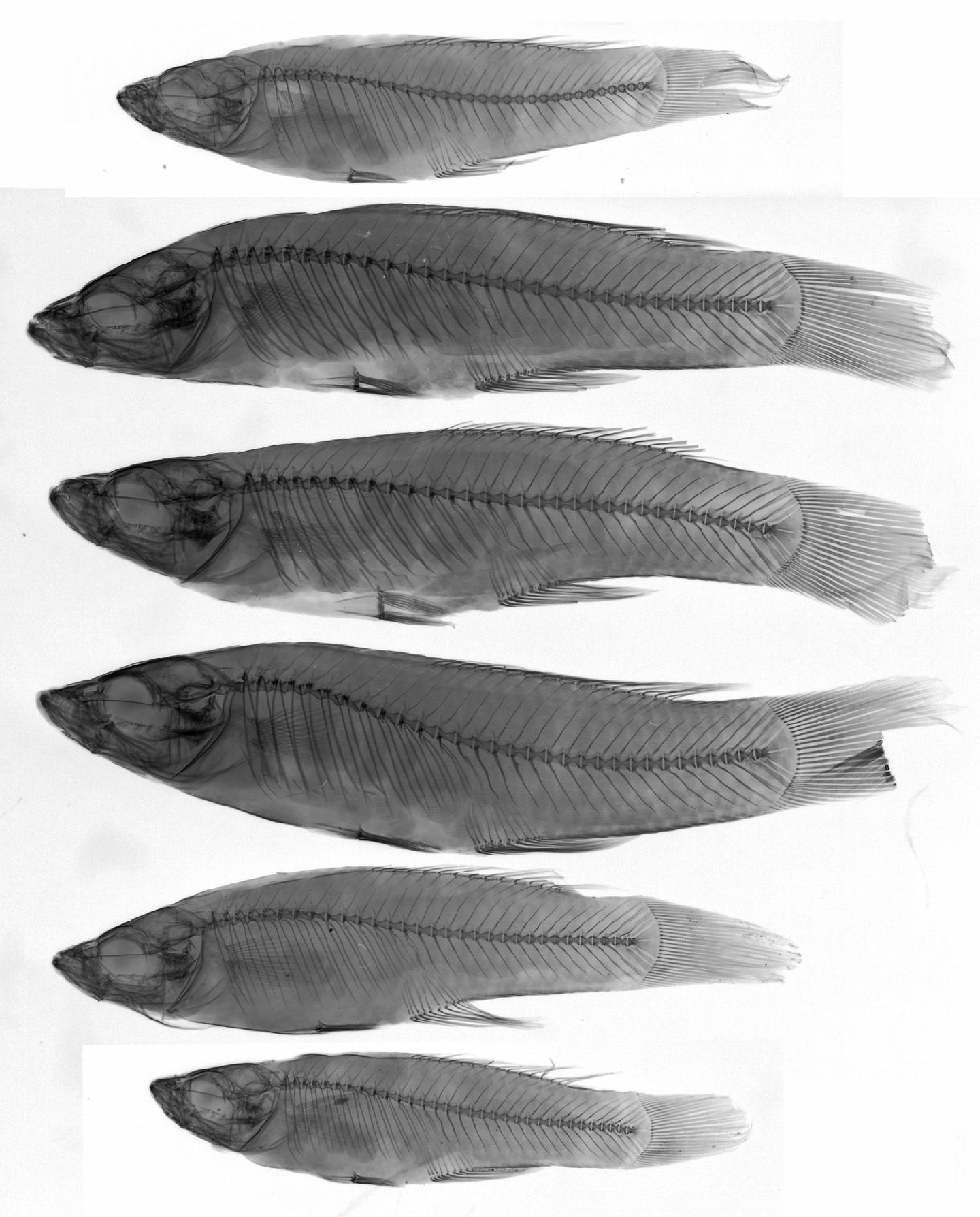 To NHMUK collection (Pseudoxiphophorus bimaculatus taeniatus Regan, 1905; SYNTYPE(S); NHMUK:ecatalogue:3116249)