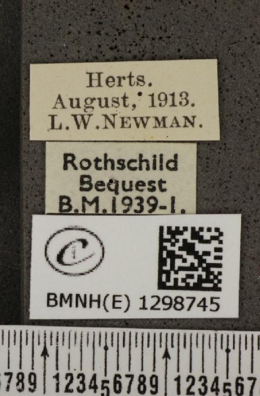 Polyommatus icarus icarus ab. postico-obsoleta Tutt, 1910 - BMNHE_1298745_label_149327