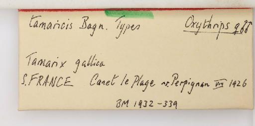 Anaphothrips tamaricis Bagnall, 1926 - 014304012_additional