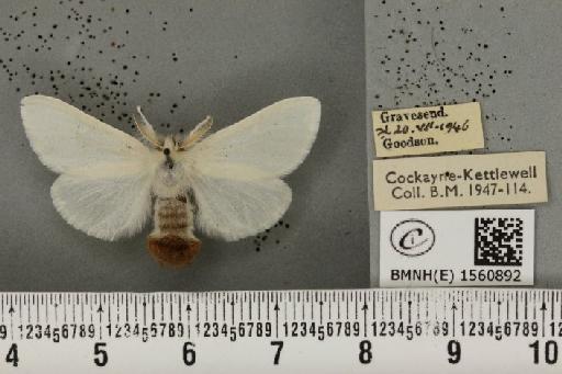 Euproctis chrysorrhoea (Linnaeus, 1758) - BMNHE_1560892_253548