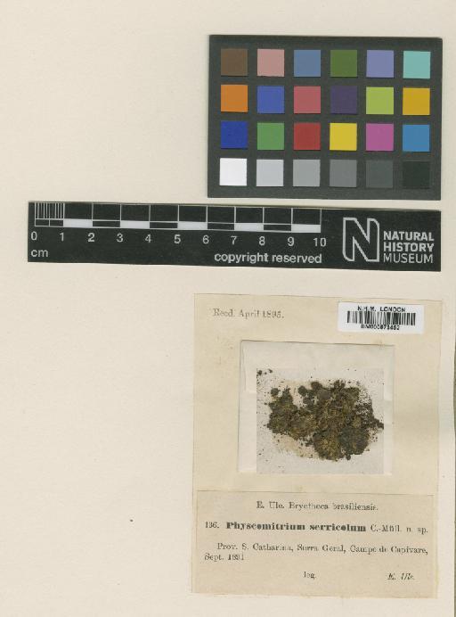 Funaria serricola (Müll.Hal.) Broth. - BM000873452_a