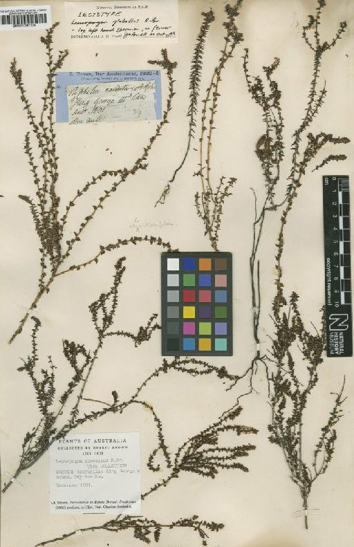Leucopogon glabellus R.Br. - BM001040136