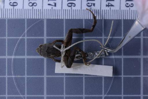 Nanohyla annamensis - Image of specimen 1947.2.11.65