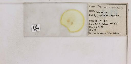 Planococcus Ferris, 1950 - 010138893__