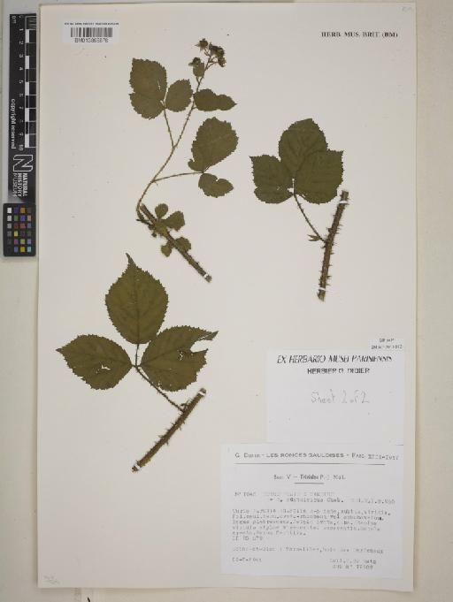 Rubus × adenoleucus Chaboiss. - BM013865876