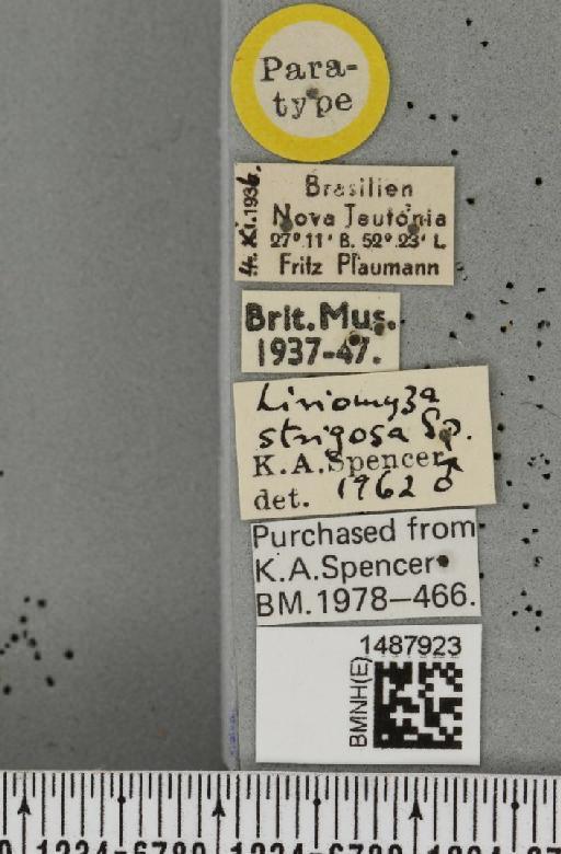 Liriomyza strigosa Spencer, 1963 - BMNHE_1487923_label_51762