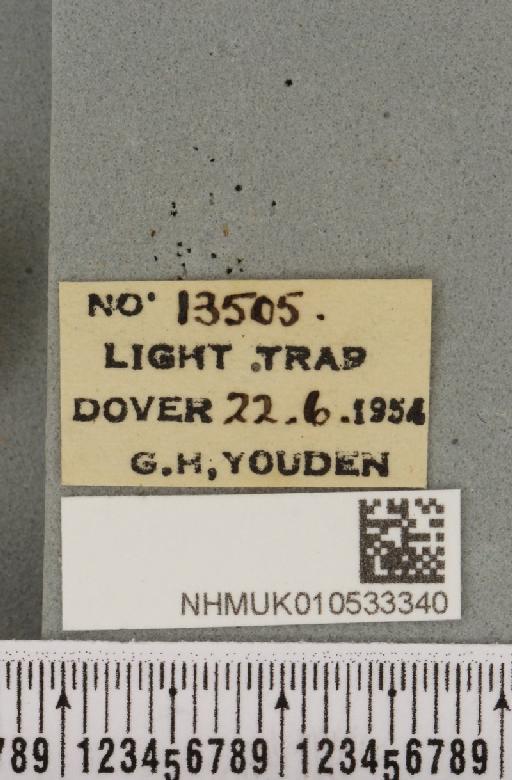Charanyca trigrammica (Hufnagel, 1766) - NHMUK_010533340_label_587259