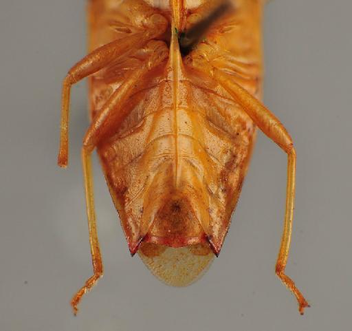Acanthosoma singhalense Distant, 1902 - 010582800_Acanthosoma singhalense Distant_ST2_MG_V_Peradeniya Ceylon_BMNH