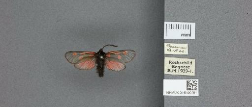 Zygaena (Zygaena) exulans subochracea White, 1872 - 015190251_775459_1857537