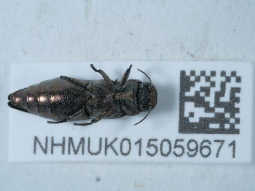 Agrilus (Anambus) sinuatus (Olivier, 1790) - 015059671_3