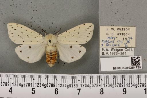 Spilosoma lubricipeda (Linnaeus, 1758) - NHMUK_010384735_508381