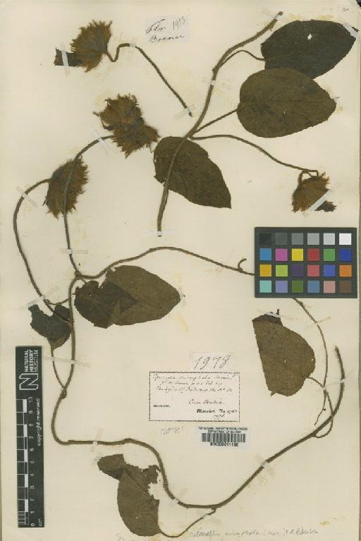 Odonella eriocephala (Moric) Robertson - BM000611192