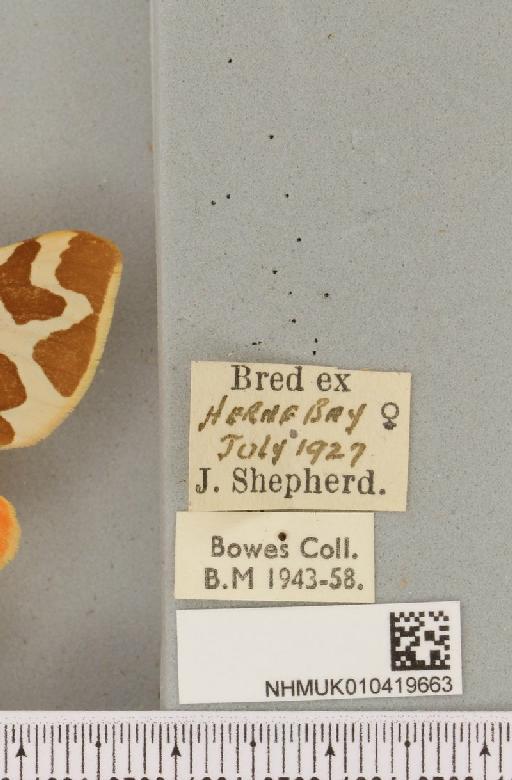 Arctia caja (Linnaeus, 1758) - NHMUK_010419663_label_532603