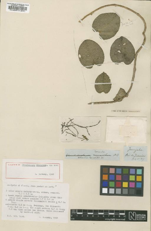 Odontocarya miersiana Barneby - BM000554234