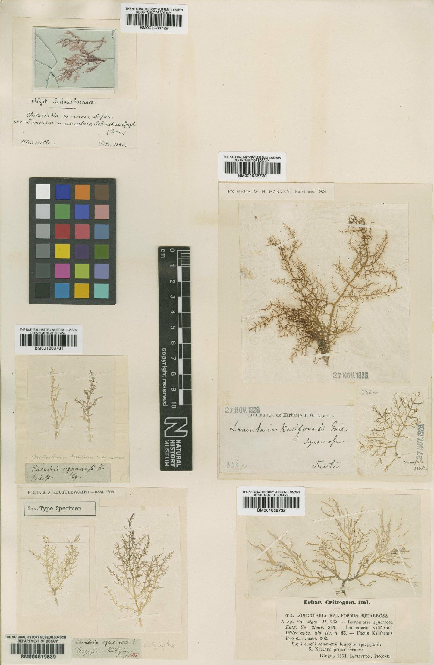 To NHMUK collection (Chylocladia verticillata (Lightf.) Bliding; Syntype; NHMUK:ecatalogue:4791272)