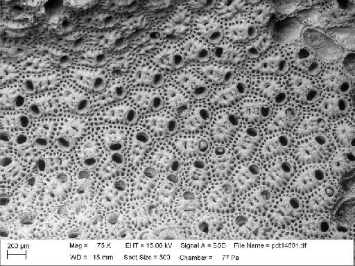 Cellepora umbilicata Lonsdale, 1845 - PI D 53195 - Cellepora umbilicata