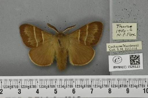 Macrothylacia rubi (Linnaeus, 1758) - BMNHE_1529123_196591